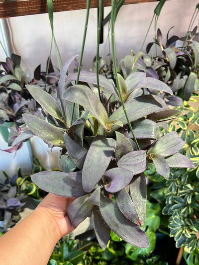 Tradescantia Pallida Purple Heart