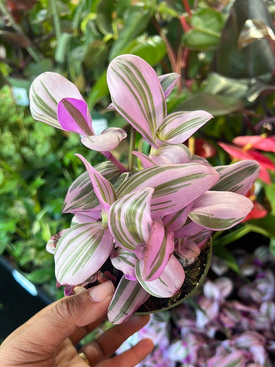 Tradescantia Nanuk