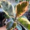 Ficus Elastica 'Tineke'