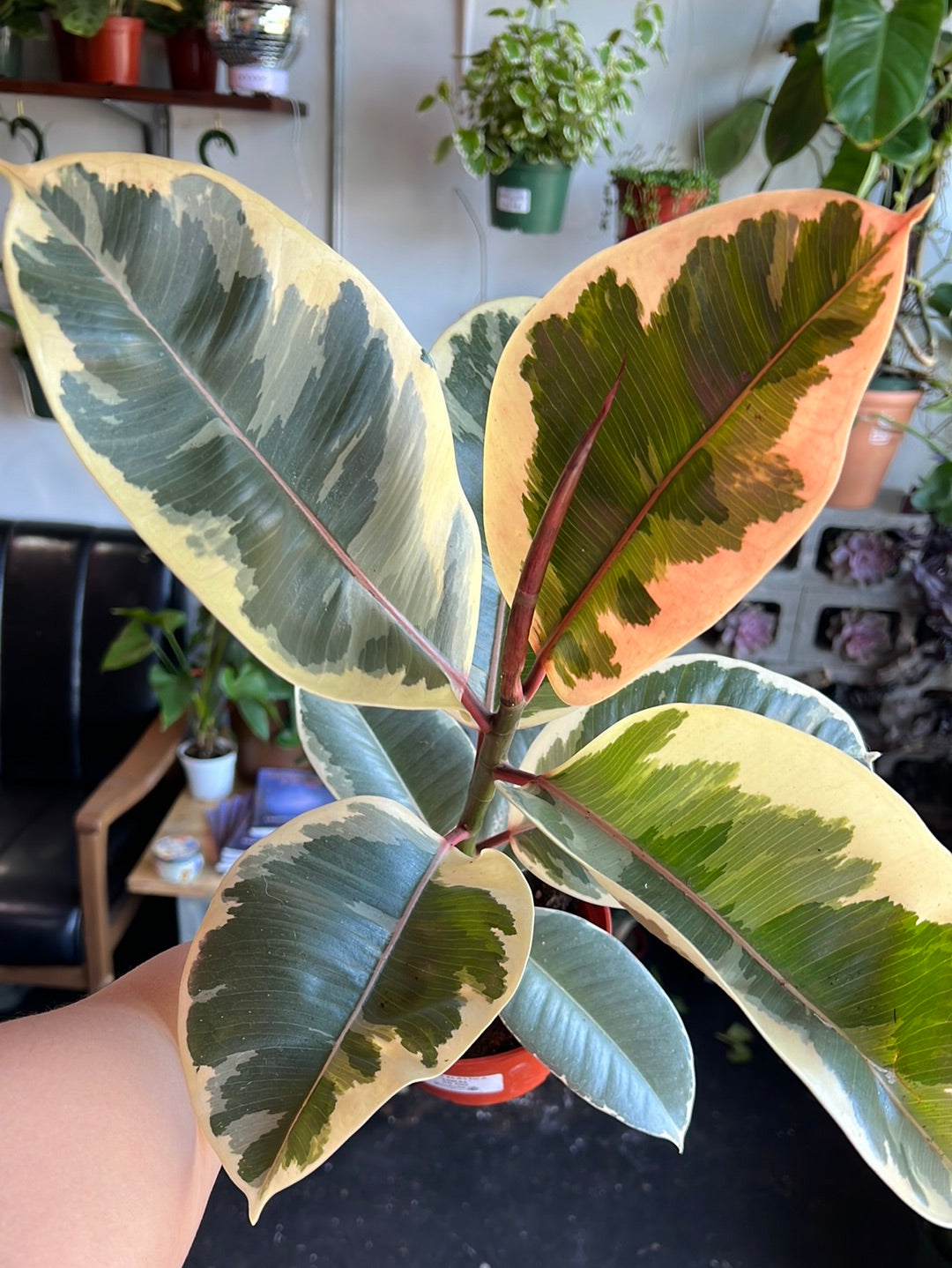 Ficus Elastica 'Tineke'