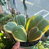 Hoya Kerrii Variegated ‘Sweetheart’