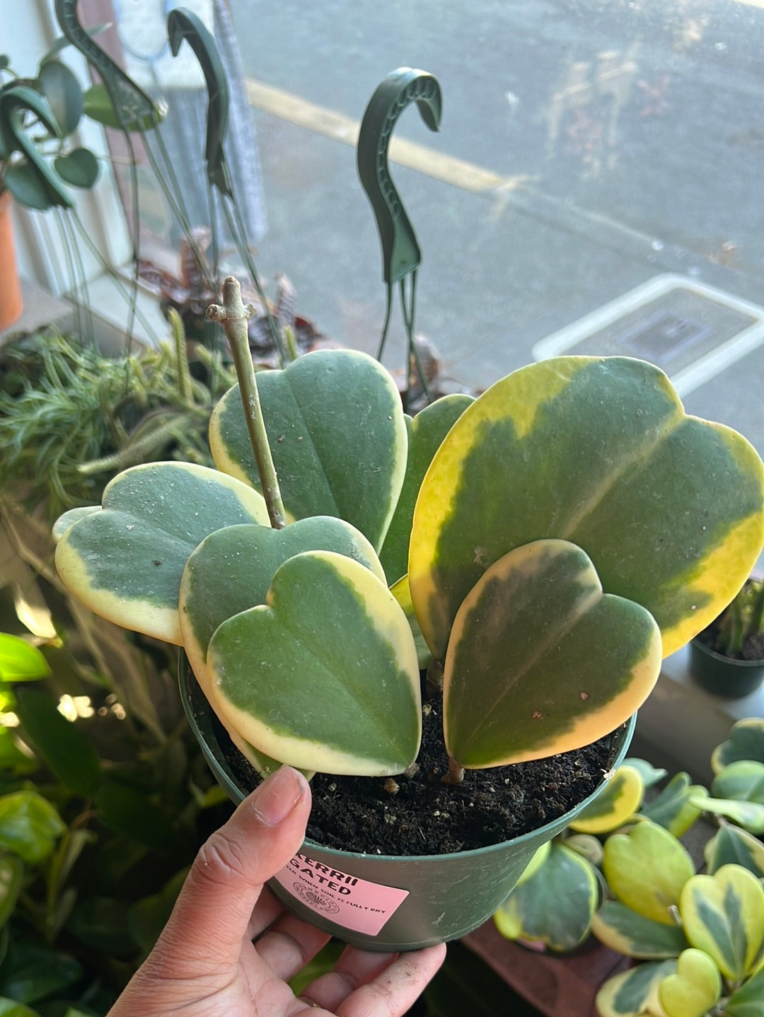 Hoya Kerrii Variegated ‘Sweetheart’