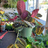 Maranta Red - Prayer Plant