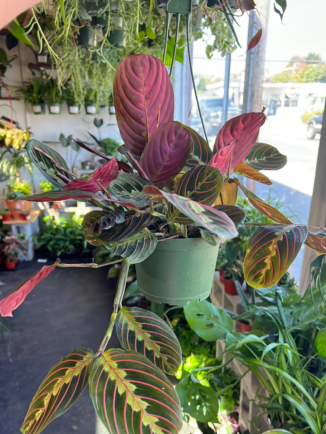 Maranta Red - Prayer Plant