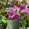 Tradescantia Nanuk