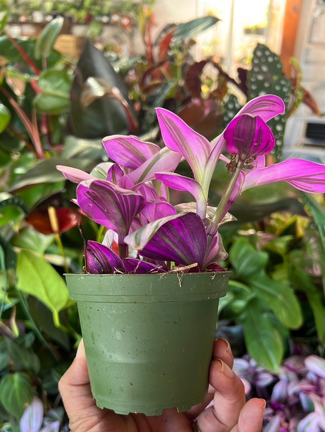 Tradescantia Nanuk