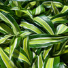 Dracaena ‘Malaika’