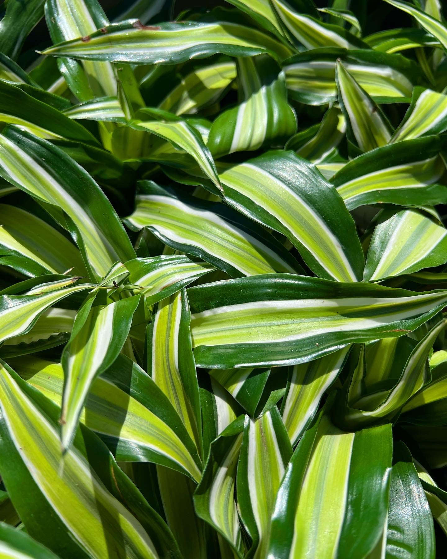 Dracaena ‘Malaika’