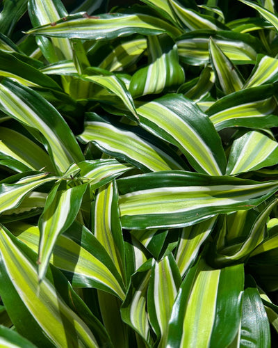 Dracaena ‘Malaika’