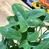 Philodendron 'Horsehead'