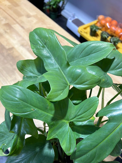 Philodendron 'Horsehead'