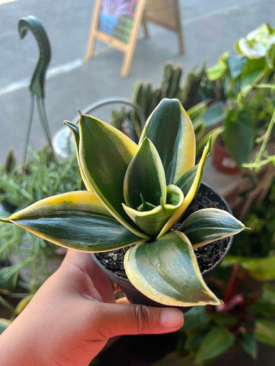 Snake Plant Black Gold