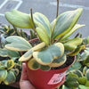 Hoya Kerrii Variegated ‘Sweetheart’