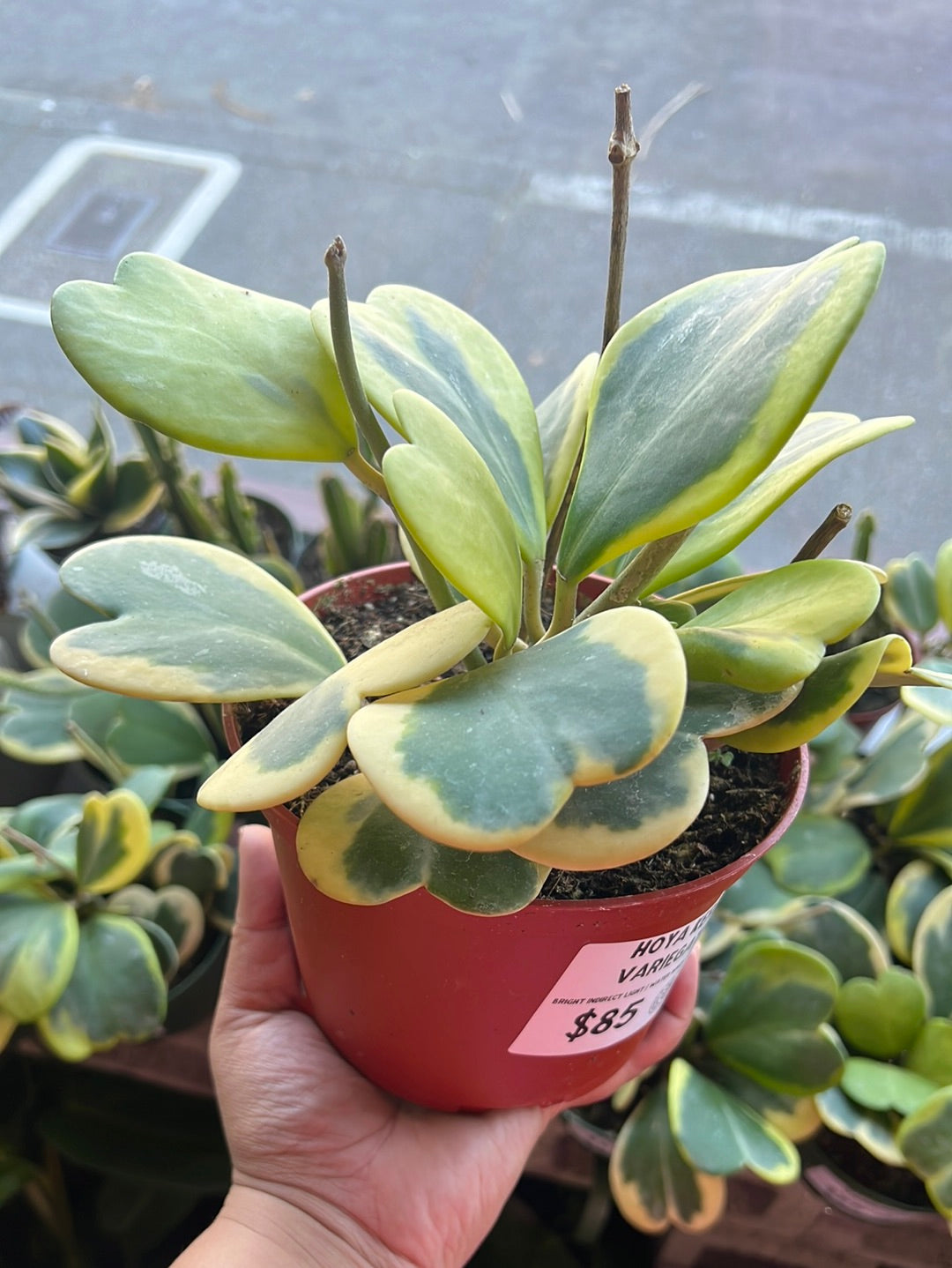 Hoya Kerrii Variegated ‘Sweetheart’
