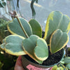 Hoya Kerrii Variegated ‘Sweetheart’