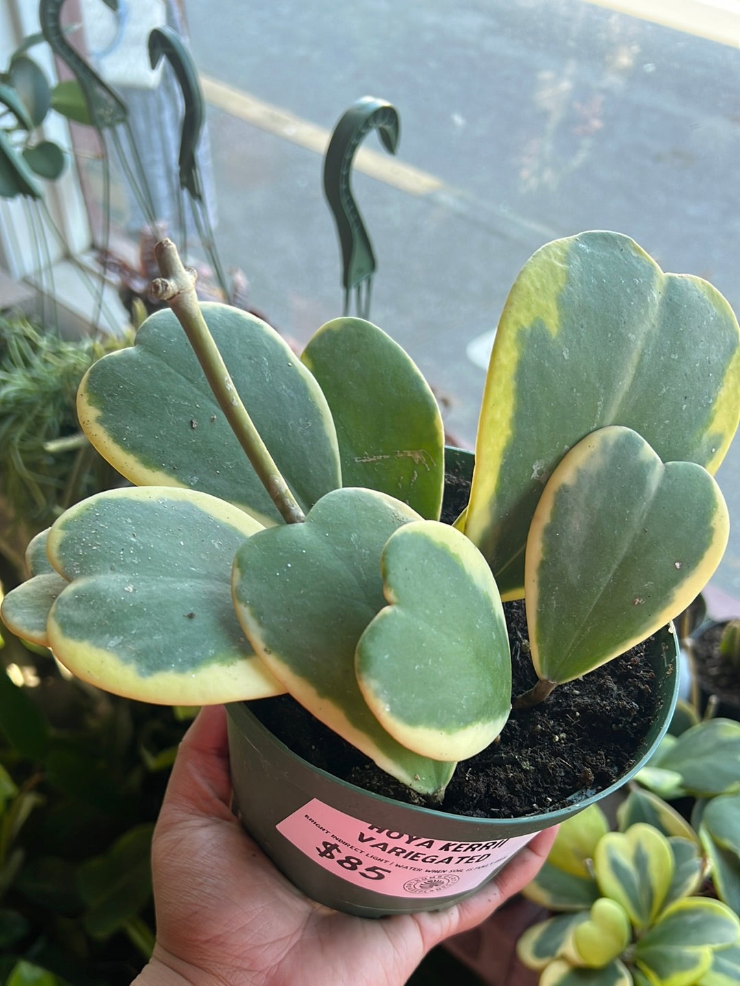 Hoya Kerrii Variegated ‘Sweetheart’