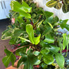 Philodendron 'Pedatum'