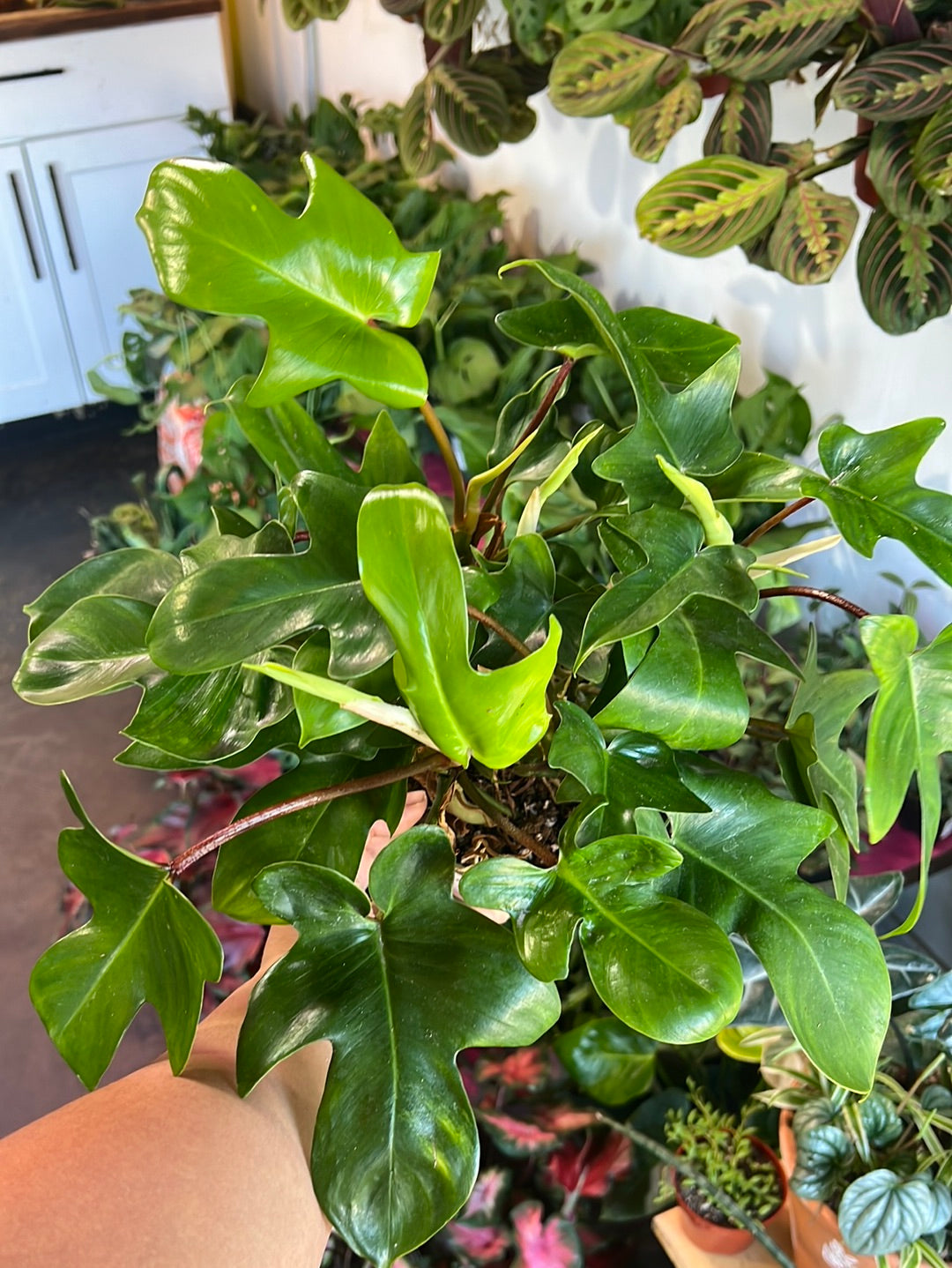 Philodendron 'Pedatum'