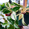 Hoya Krimson Queen