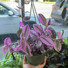 Tradescantia Nanuk