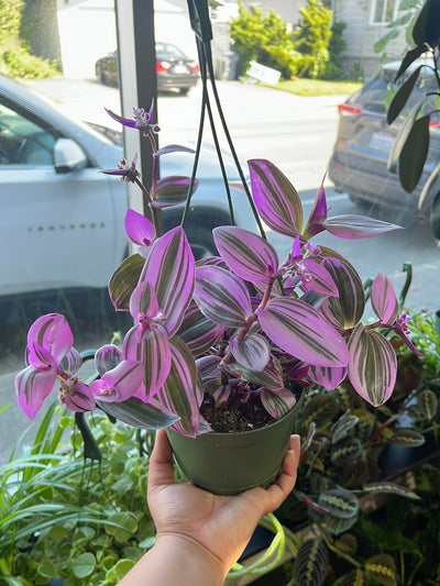 Tradescantia Nanuk