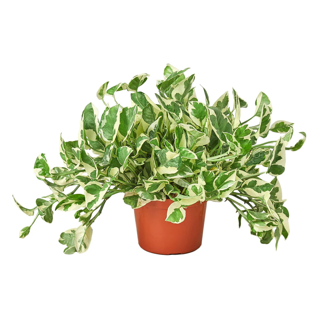 Pothos 'N' Joy