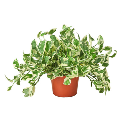 Pothos 'N' Joy
