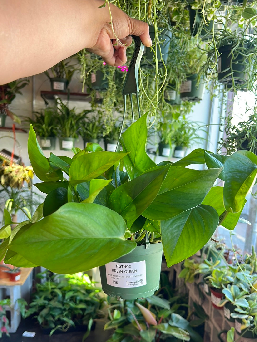Pothos 'Jade'