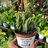 Fairy Castle Cactus