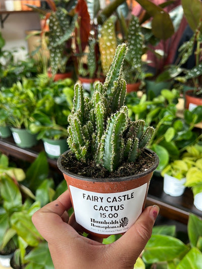 Fairy Castle Cactus