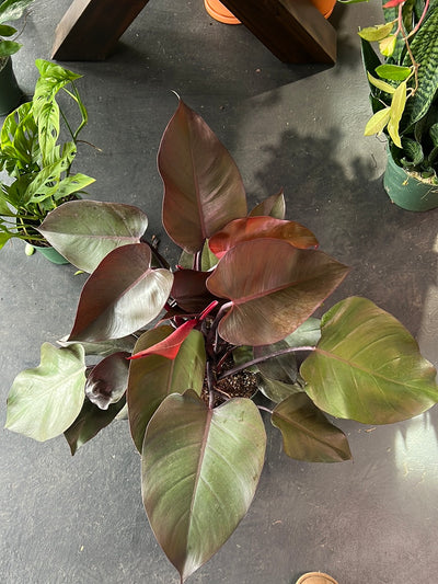 Philodendron ‘Erubescens’