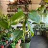 Philodendron Emerald Green