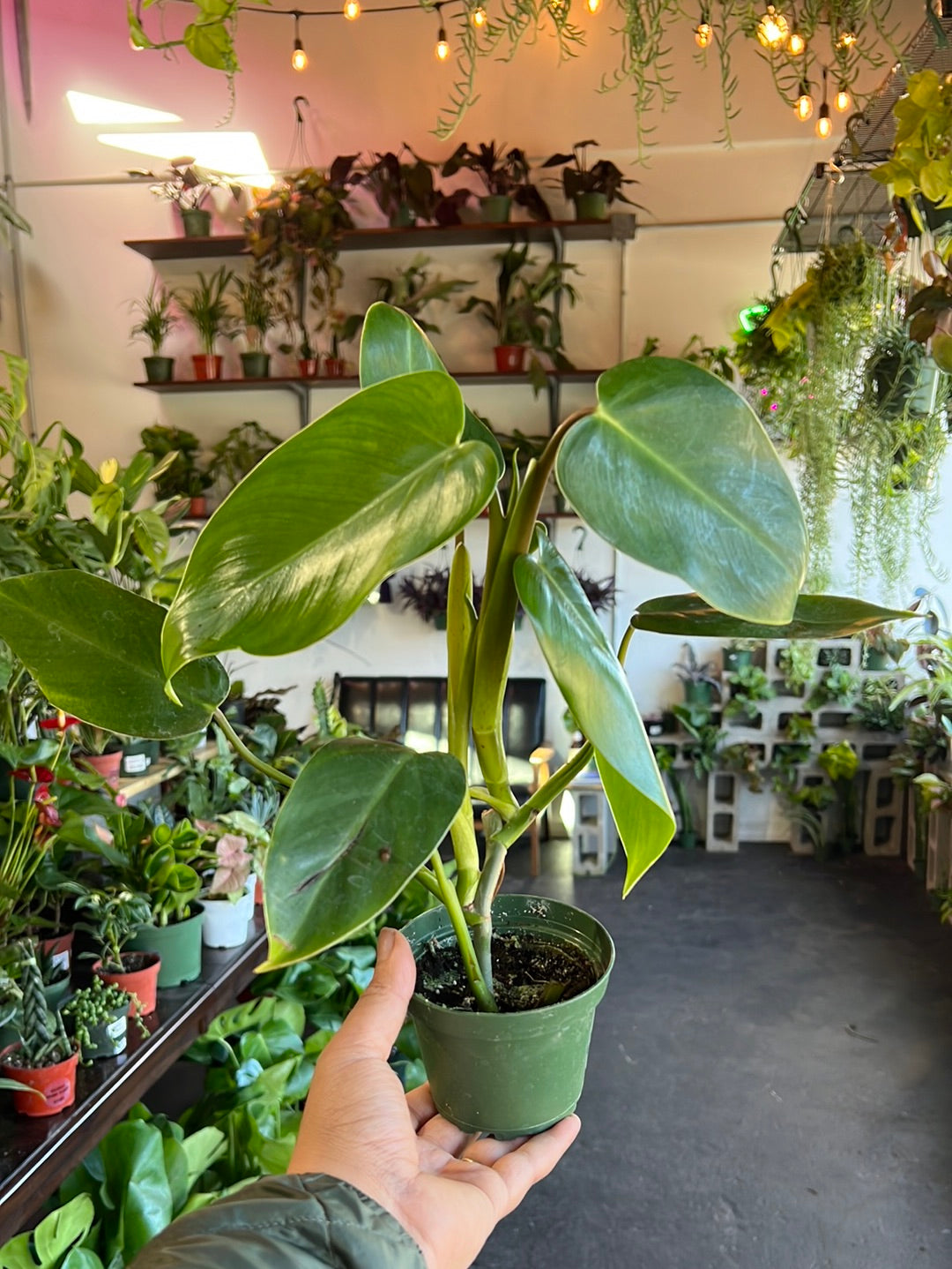 Philodendron Emerald Green