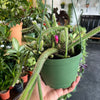 Rat Tail Cactus