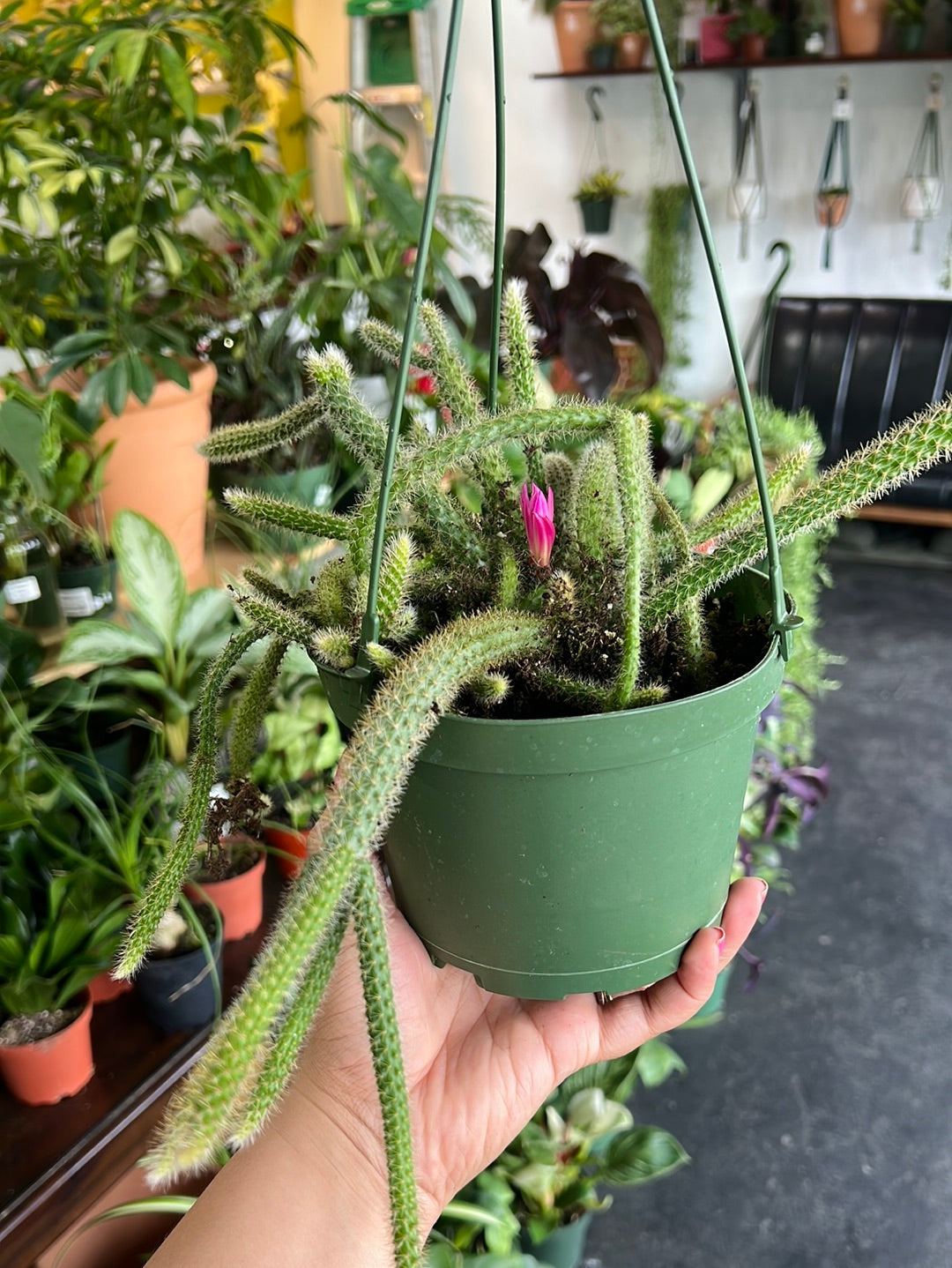 Rat Tail Cactus