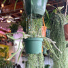 Rat Tail Cactus
