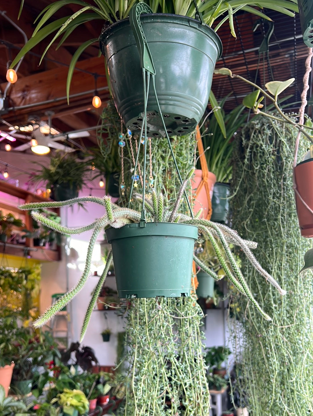 Rat Tail Cactus