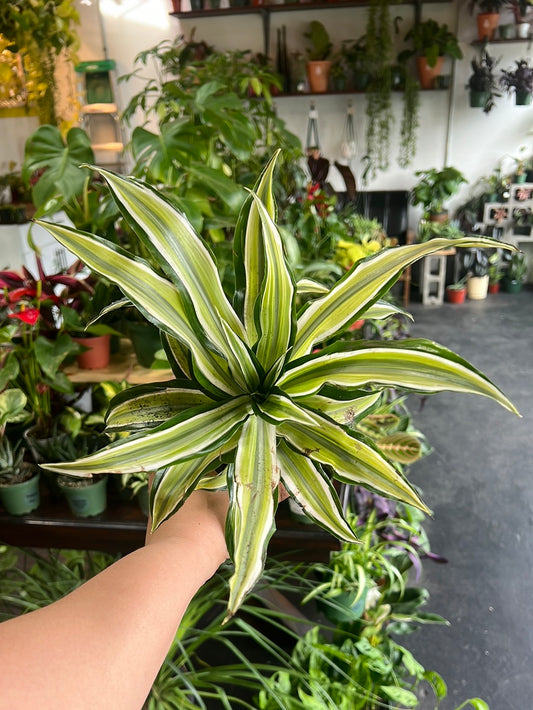 Dracaena ‘Malaika’