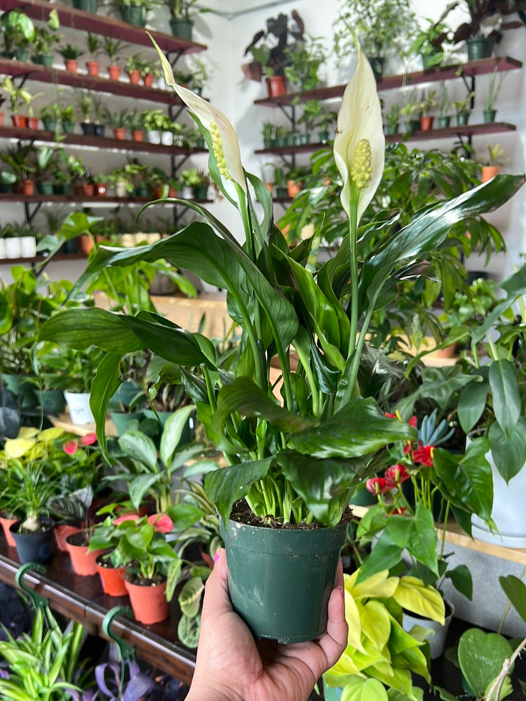 Spathiphyllum ‘Peace Lily'