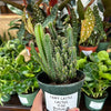 Fairy Castle Cactus