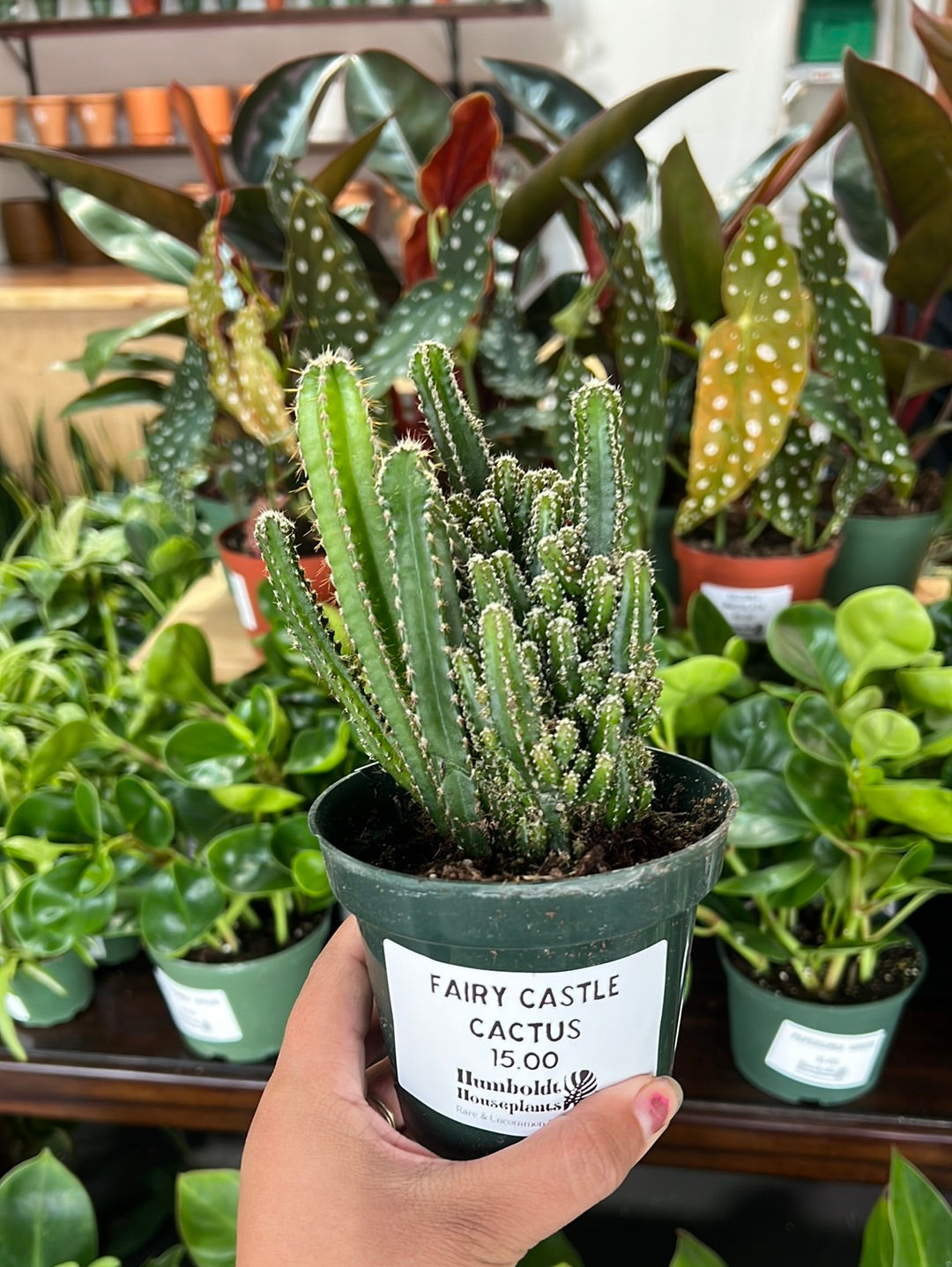 Fairy Castle Cactus