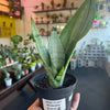 Snake Plant Moonshine
