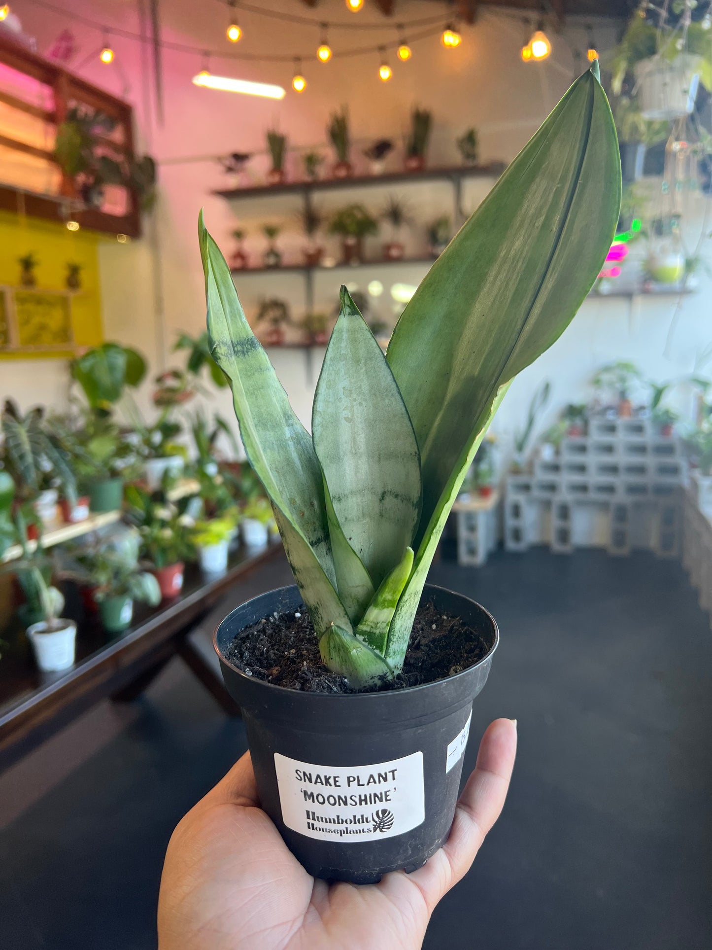 Snake Plant Moonshine