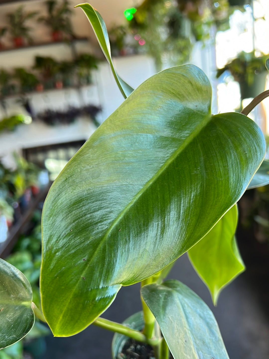Philodendron Emerald Green
