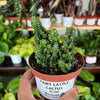 Fairy Castle Cactus