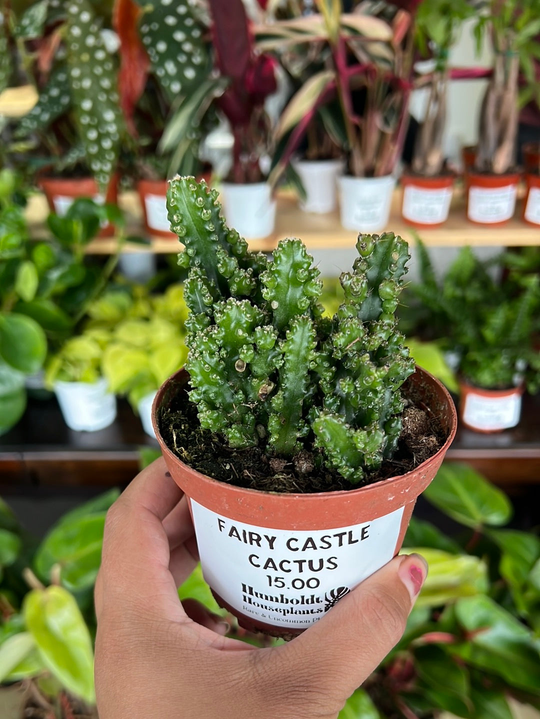 Fairy Castle Cactus