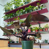 Philodendron Eurbense Maroon