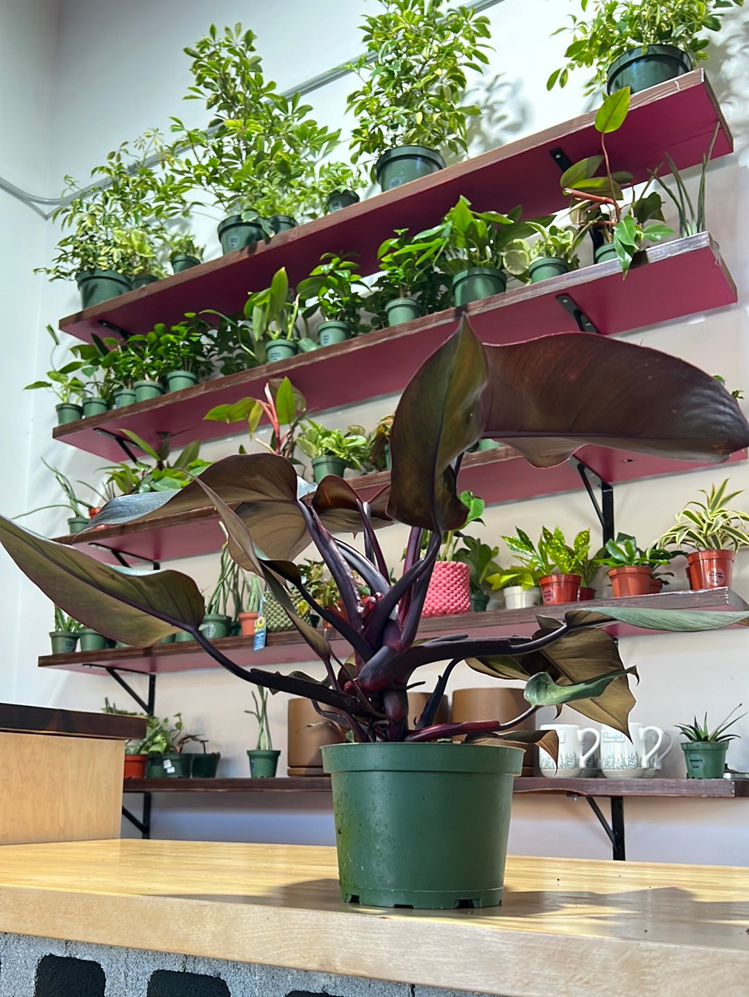 Philodendron Eurbense Maroon