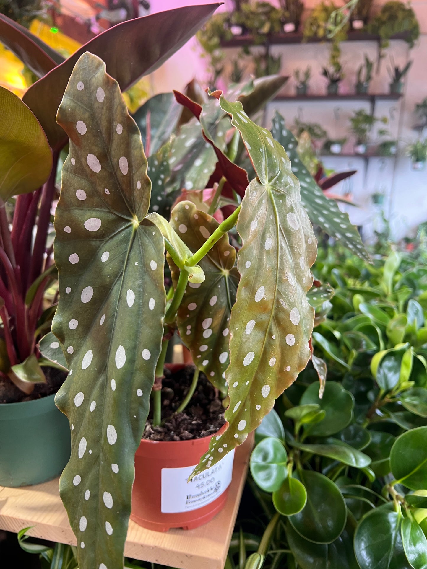 Begonia 'Maculata'