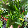Spathiphyllum ‘Peace Lily'